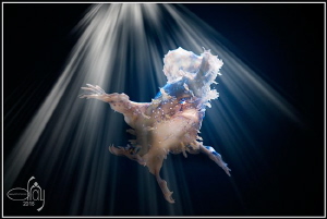 Dancing in the light by Dray Van Beeck 